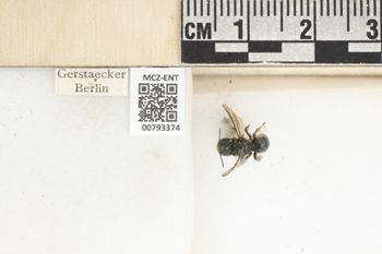Media type: image;   Entomology 793374 Aspect: Labels